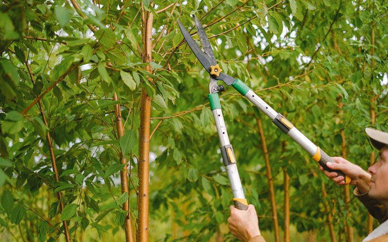 Tree trimming in Patoka, IL
